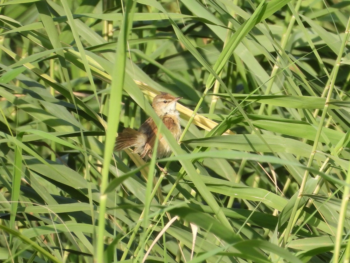 Paddyfield Warbler - ML646573171