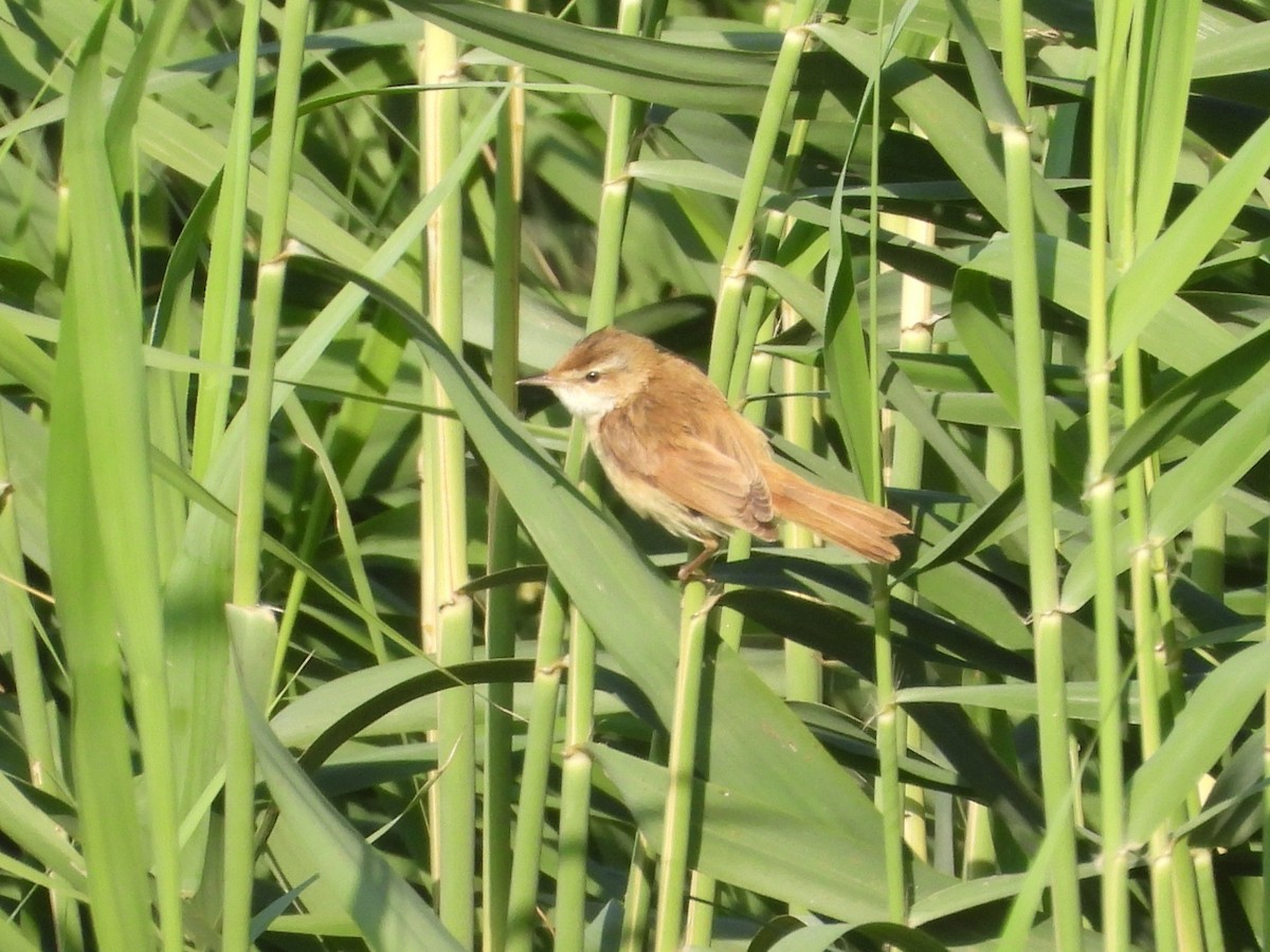 Paddyfield Warbler - ML646573172
