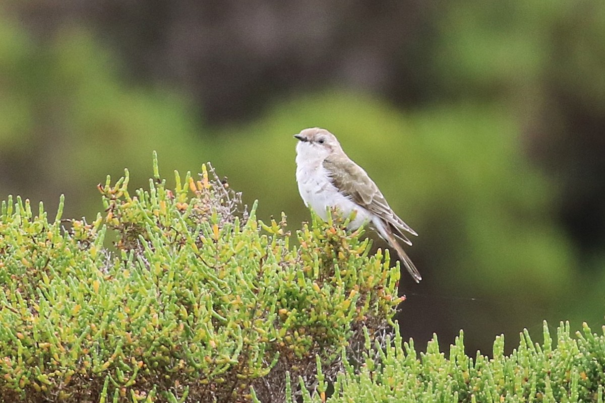 Rotschwanzkuckuck - ML646573174