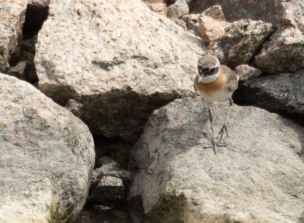 Tibetan Sand-Plover - ML646573175