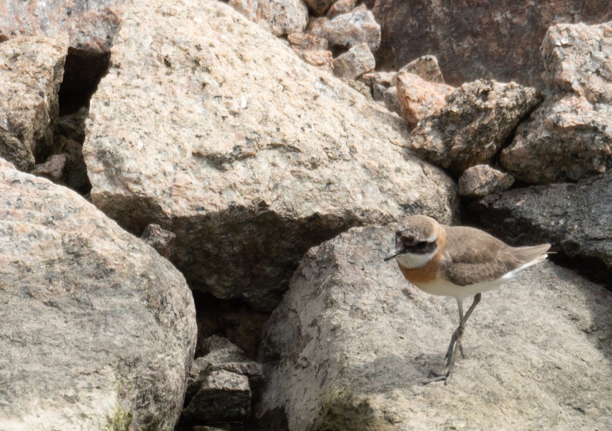 Tibetan Sand-Plover - ML646573176