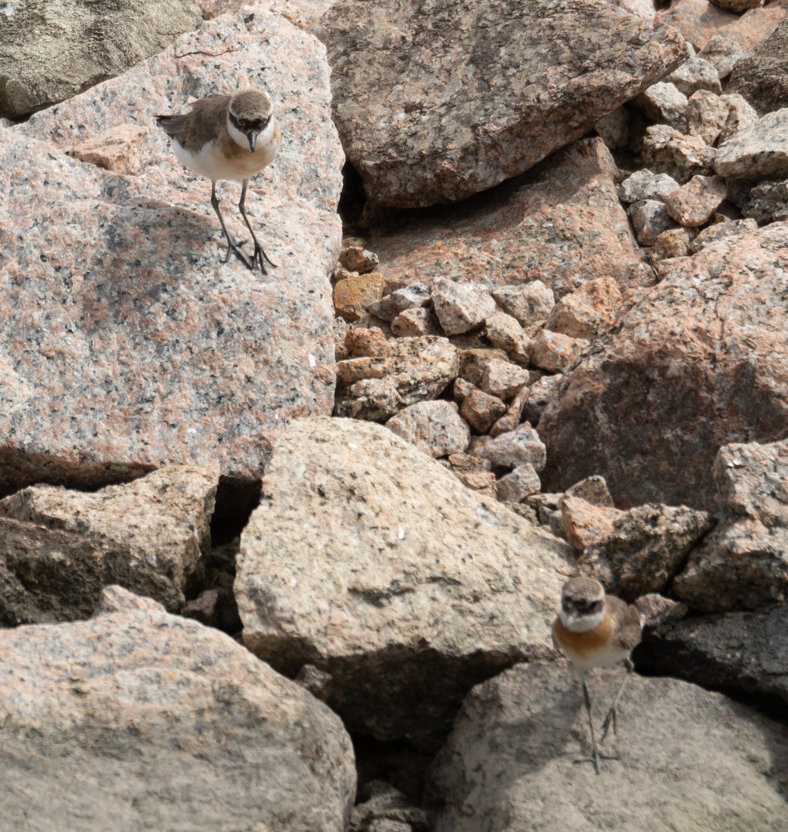 Tibetan Sand-Plover - ML646573177