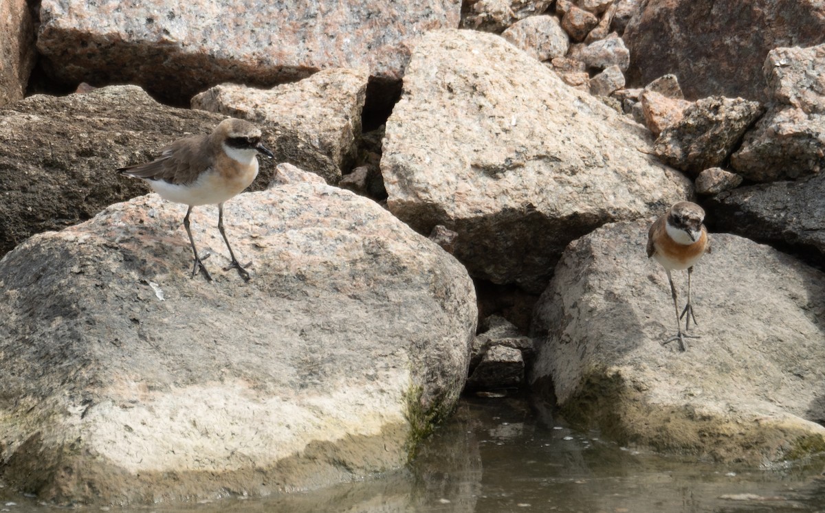 Tibetan Sand-Plover - ML646573178
