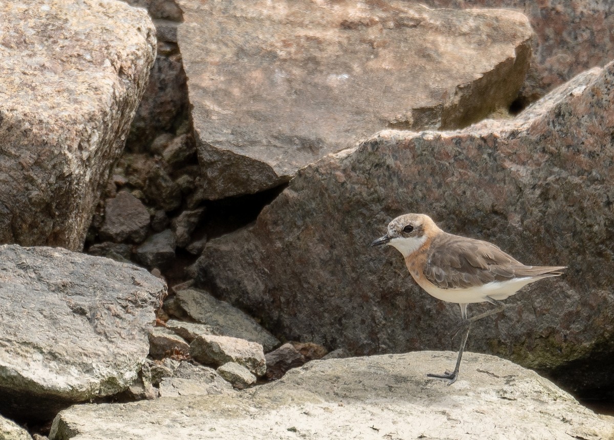 Tibetan Sand-Plover - ML646573179