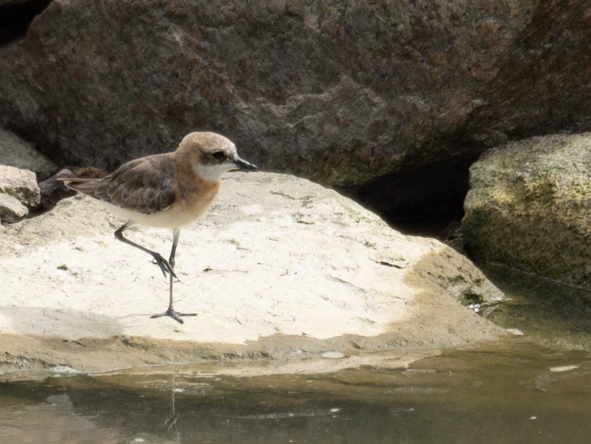 Tibetan Sand-Plover - ML646573180