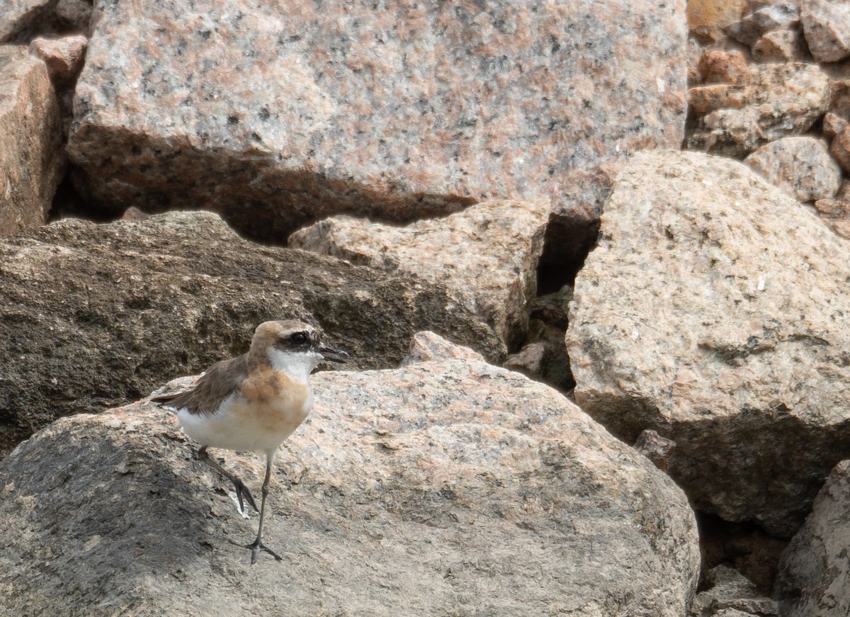 Tibetan Sand-Plover - ML646573181