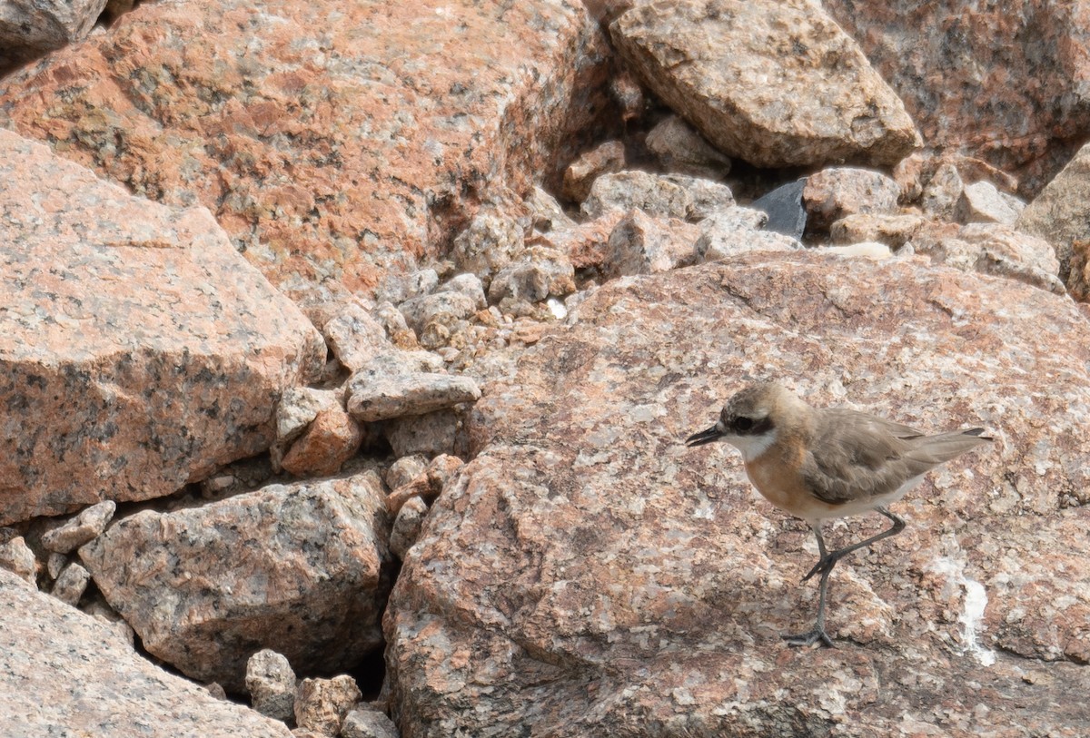 Tibetan Sand-Plover - ML646573182