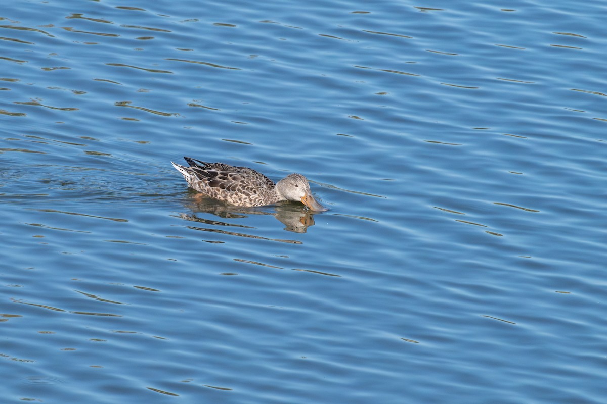 Northern Shoveler - ML646573185
