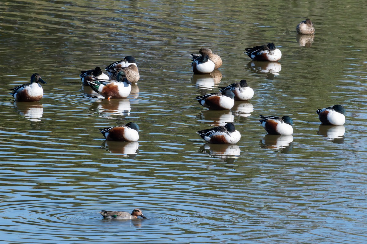 Northern Shoveler - ML646573186