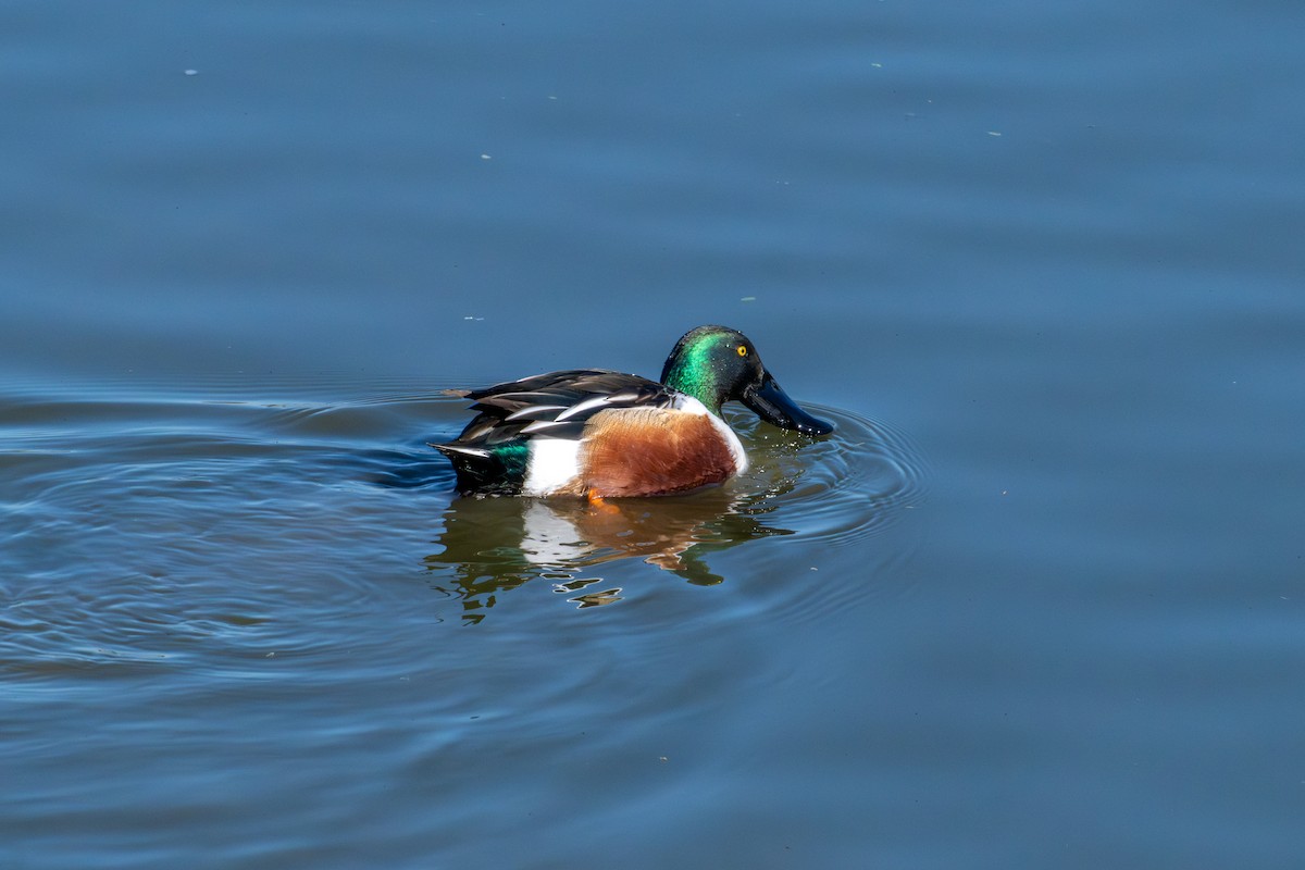 Northern Shoveler - ML646573187