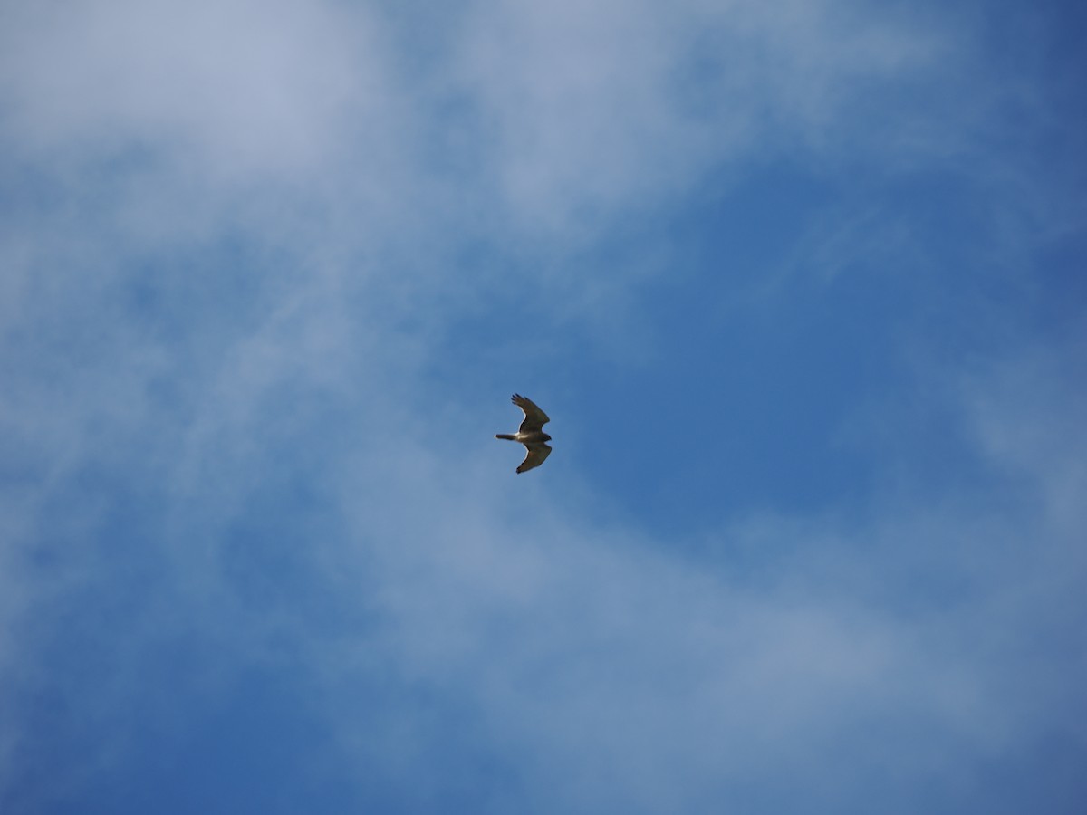 Islıkçı Çaylak - ML646573188