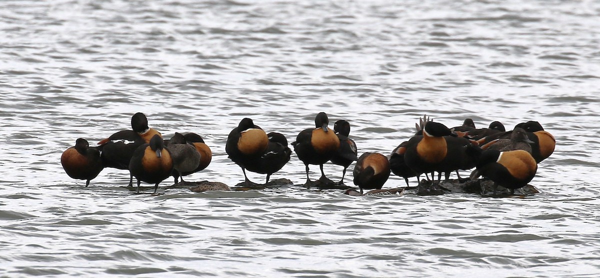 Affengans - ML646573189