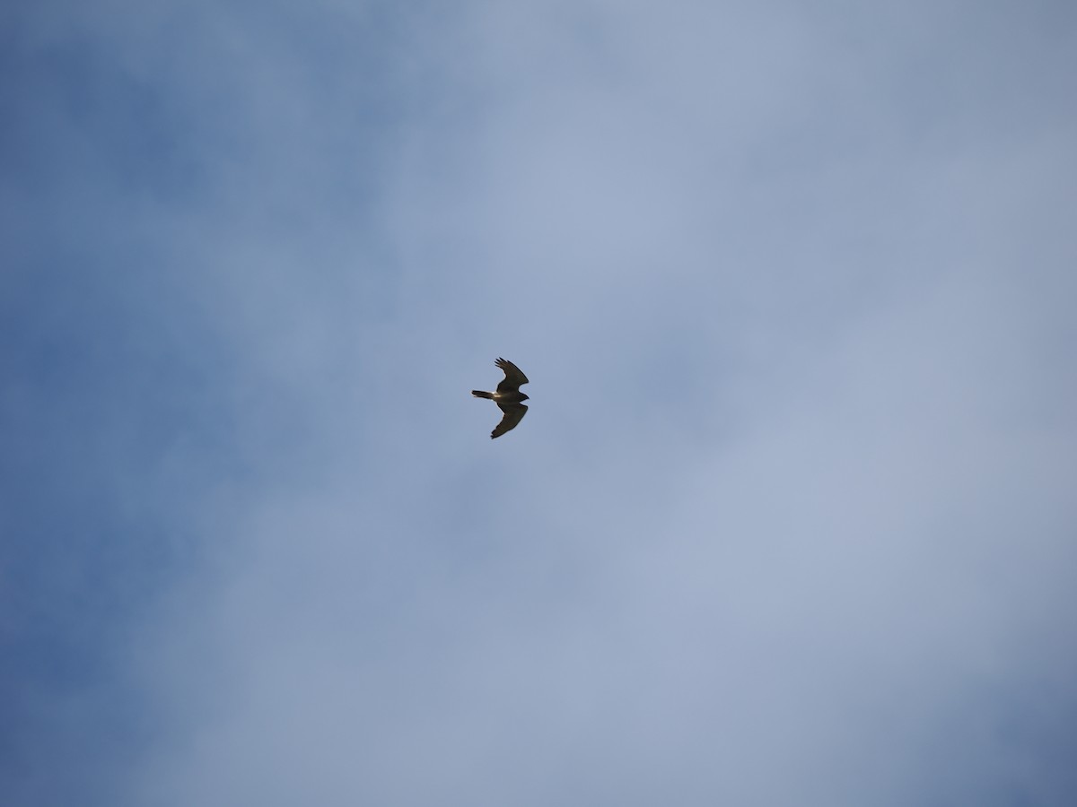 Islıkçı Çaylak - ML646573190