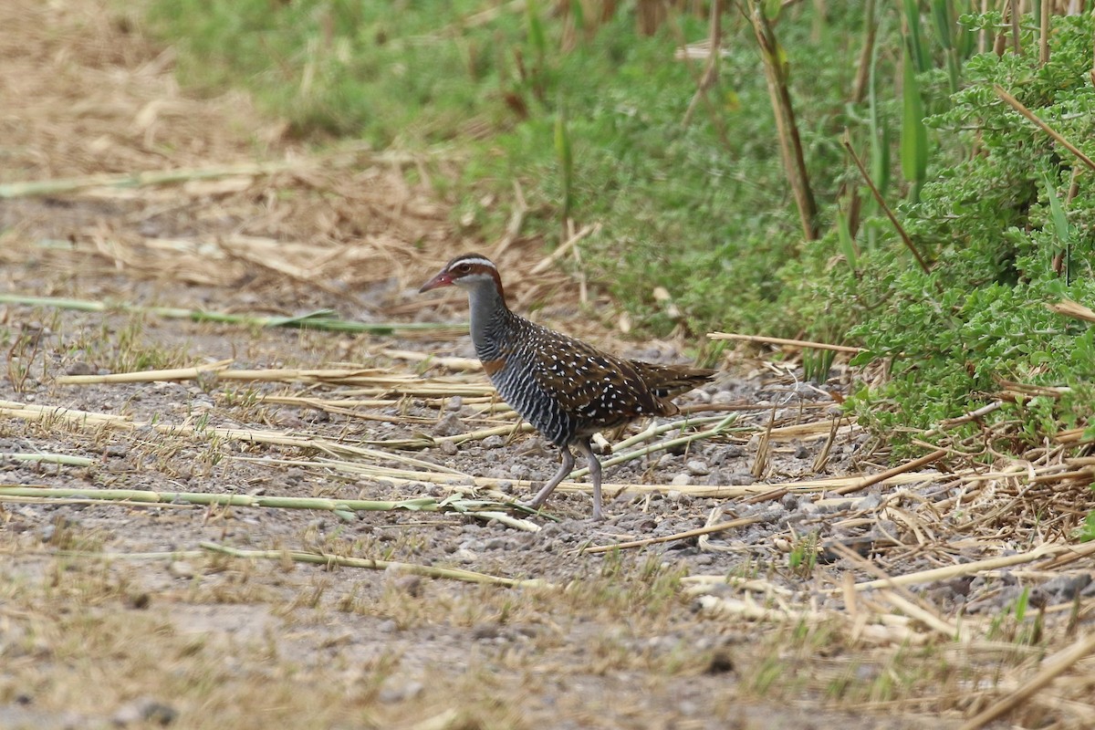 Bindenralle - ML646573193