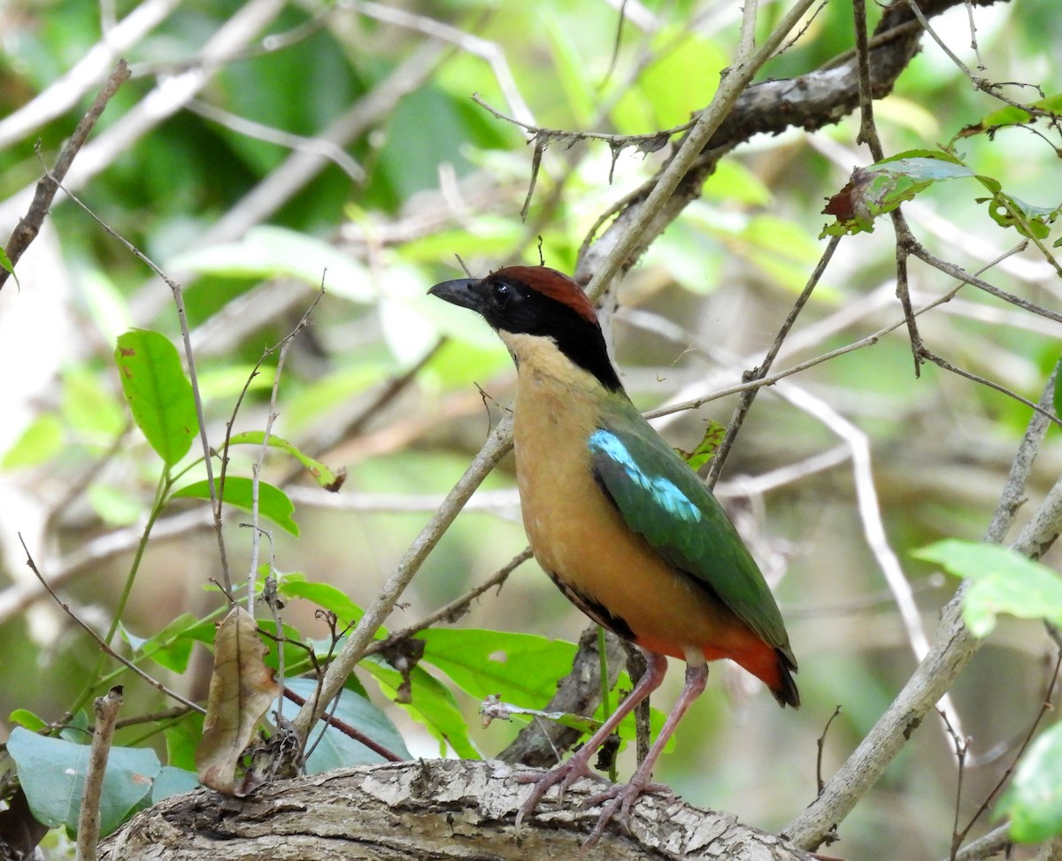 Geveze Pitta - ML646573194