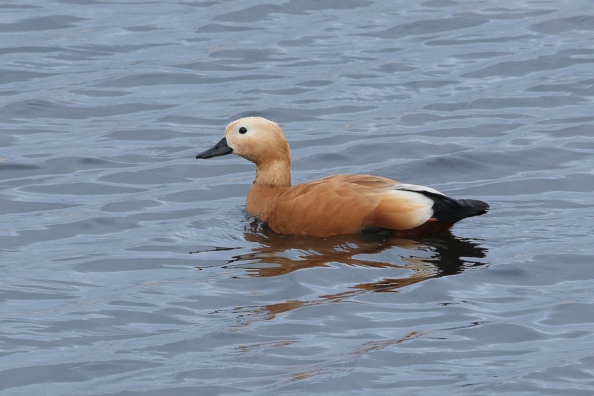 Casarca - ML646573198