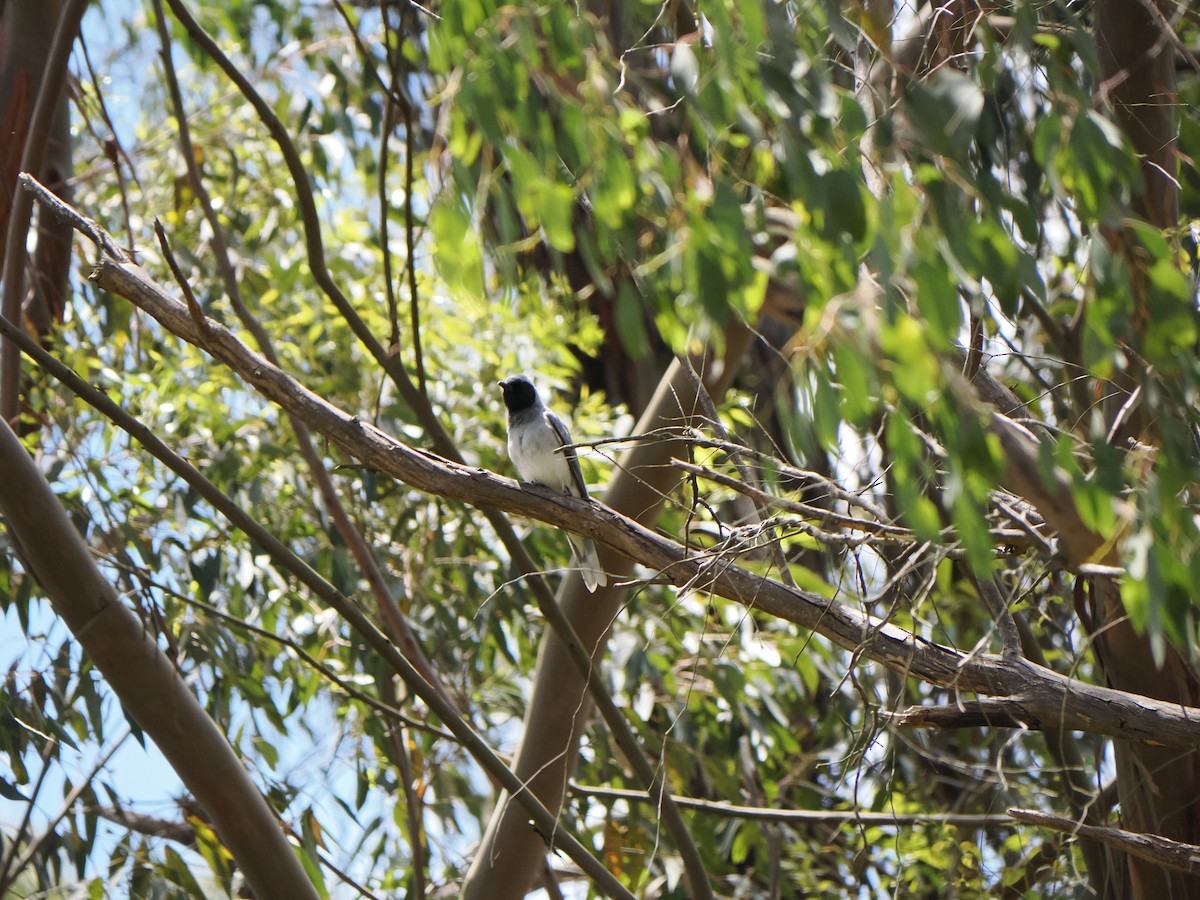 Black-faced Cuckooshrike - ML646573201
