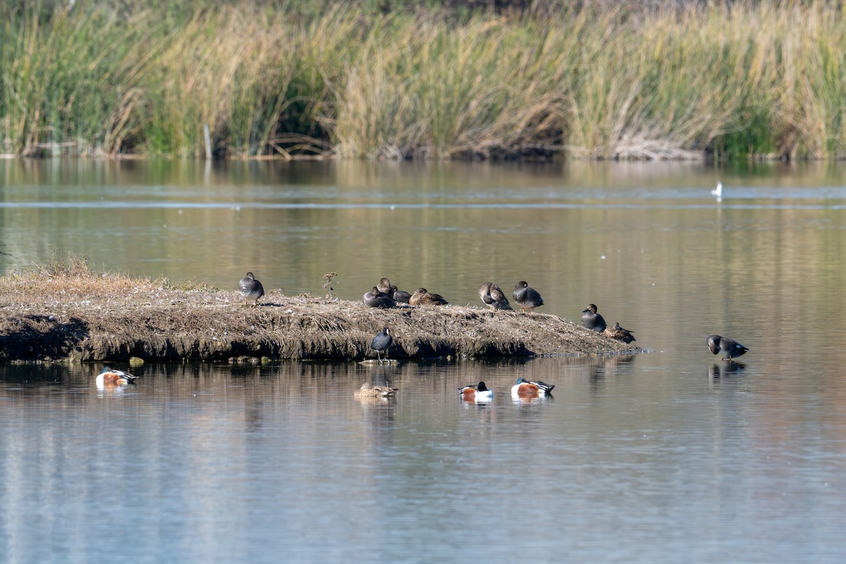 Gadwall - ML646573202