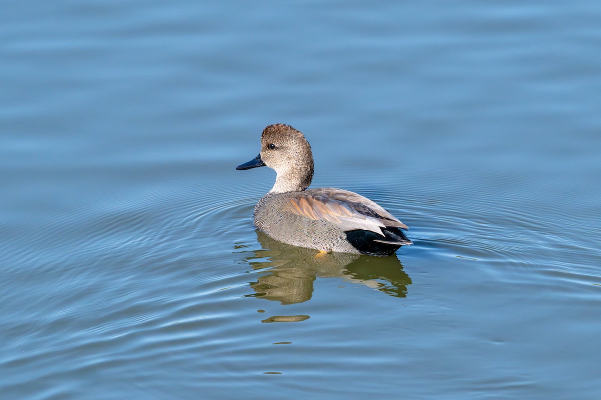 Gadwall - ML646573203