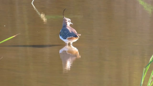 Чайка чубата - ML646573206