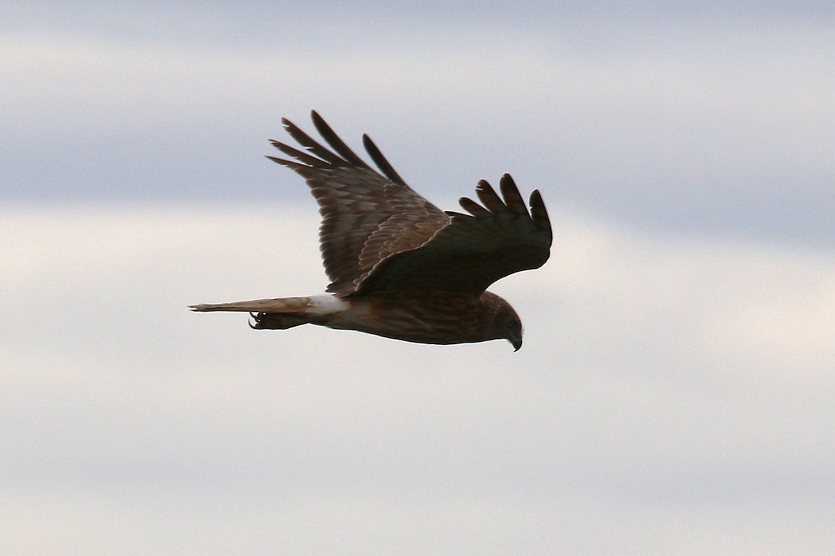 Sumpfweihe - ML646573207