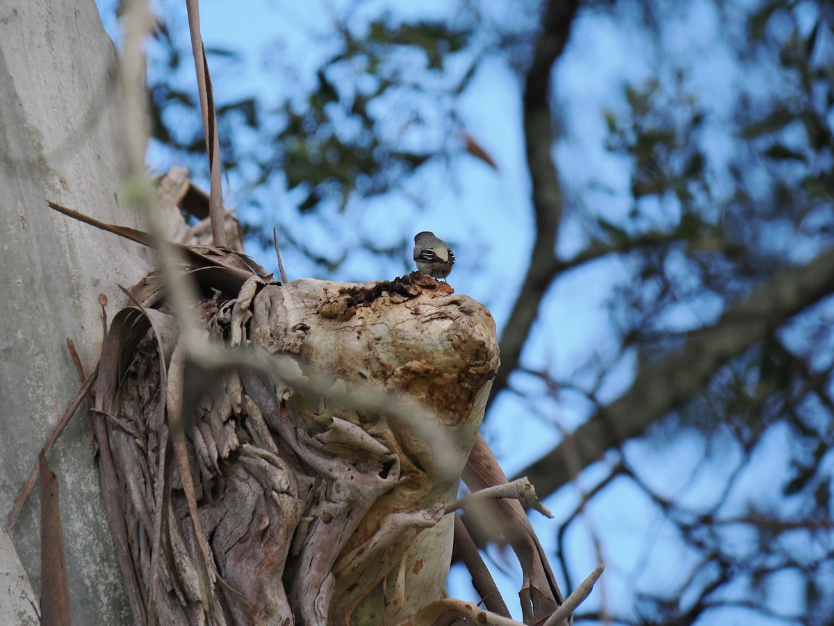 Çizgili Panterkuşu - ML646573209
