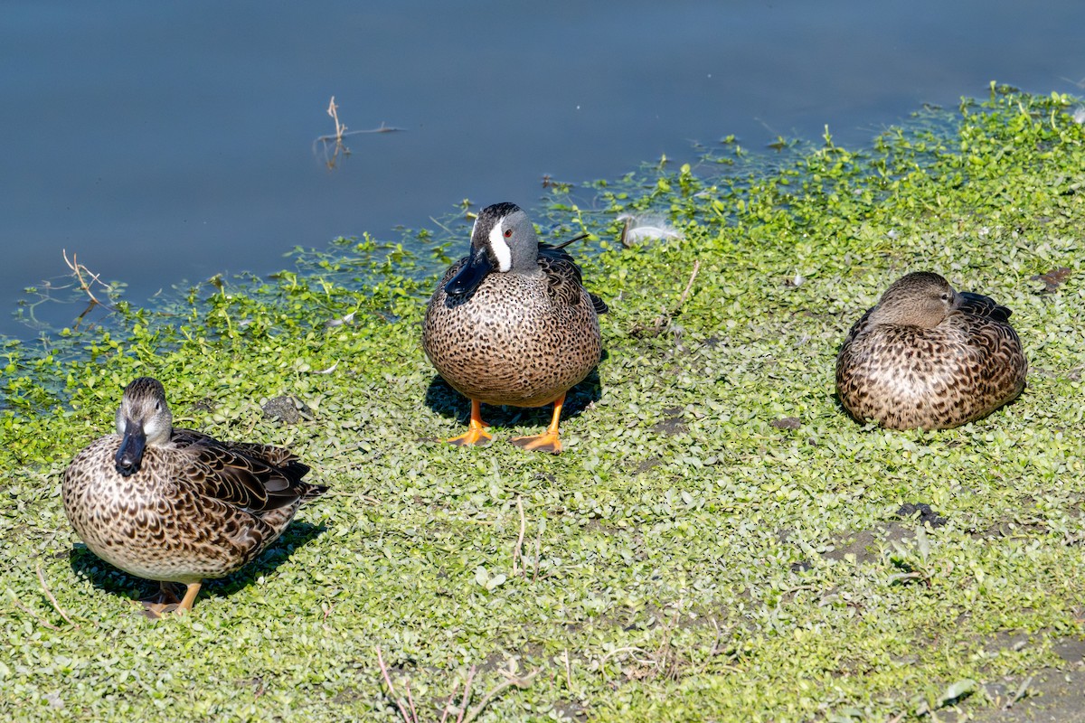 Чирянка блакитнокрила - ML646573210