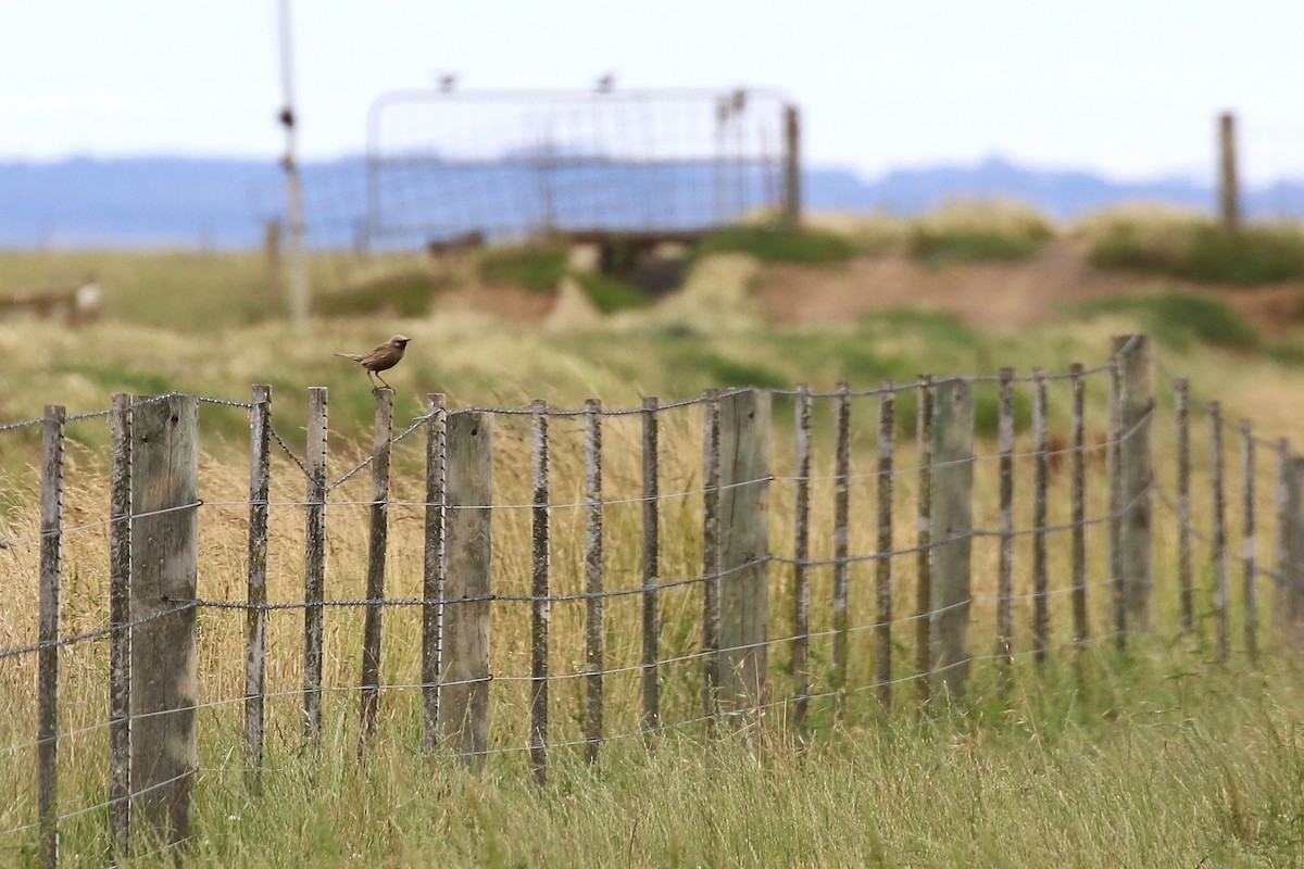 Schwarzbauch-Buschsänger - ML646573212
