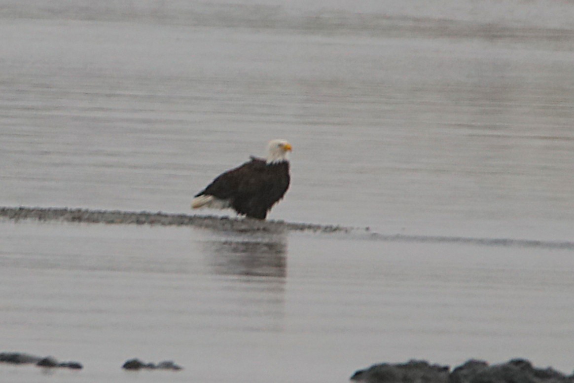 Pygargue à tête blanche - ML646573213