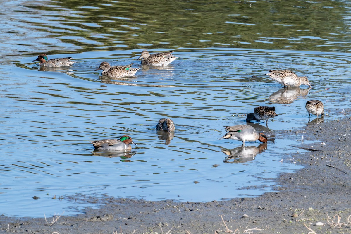 Green-winged Teal - ML646573215