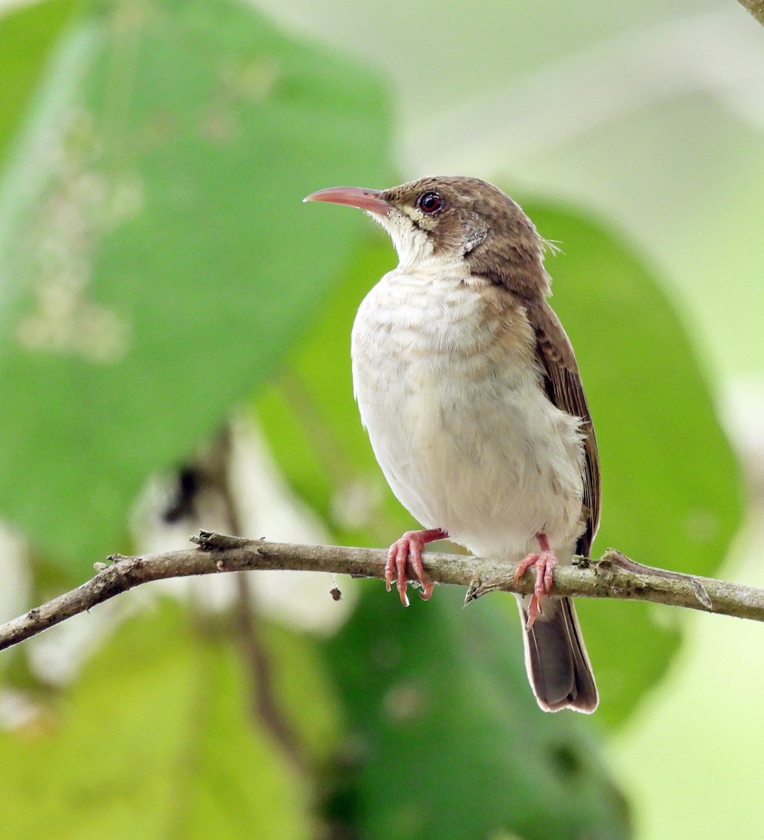 Kahverengi Sırtlı Balkuşu - ML646573216