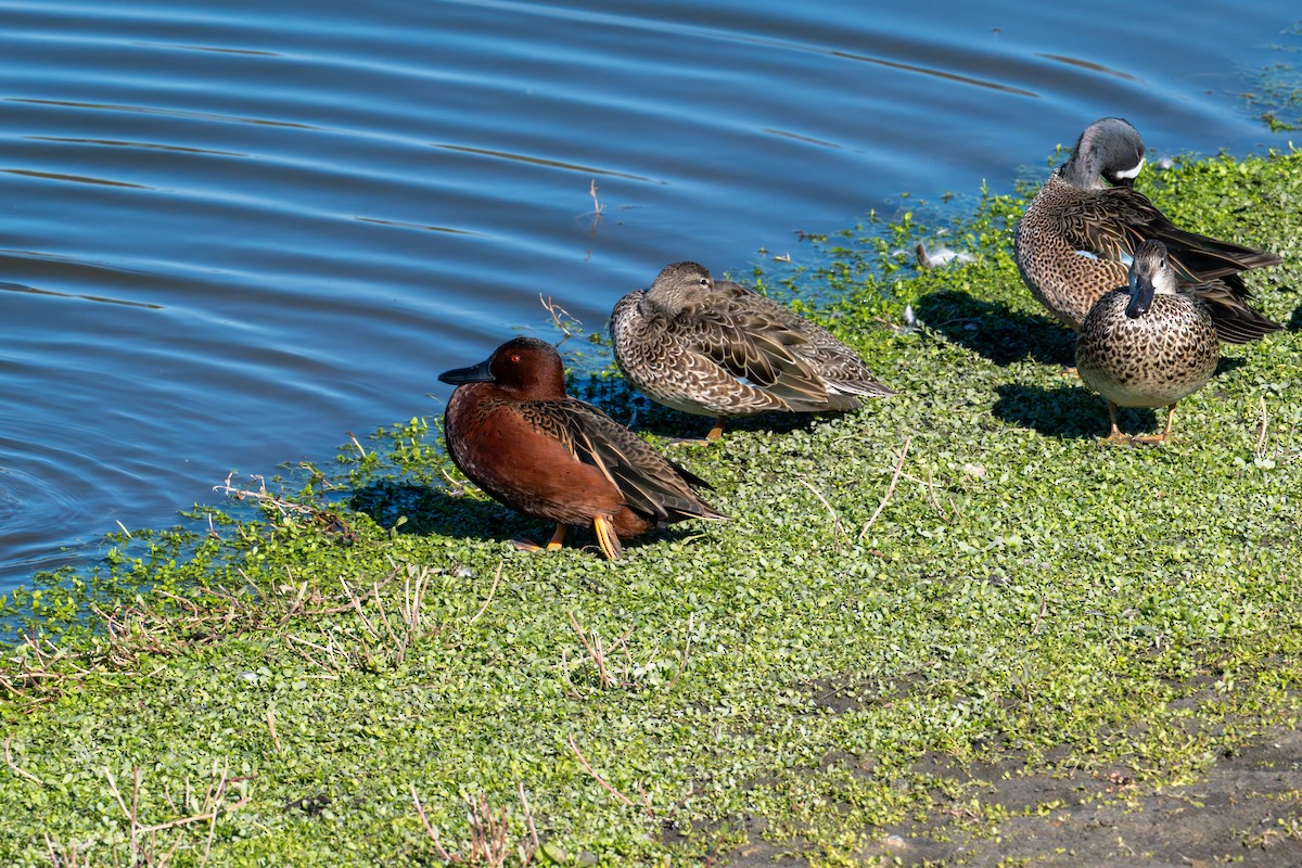 Чирянка руда - ML646573221