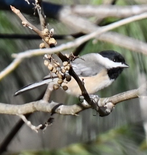 Гаїчка каролінська - ML646573222