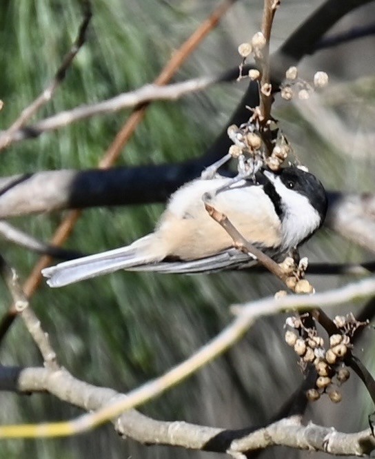 Гаїчка каролінська - ML646573223