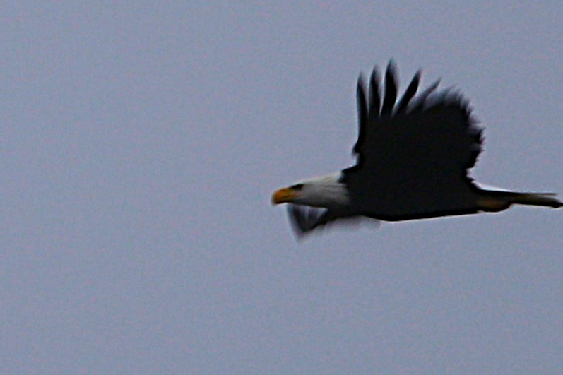 Pygargue à tête blanche - ML646573224