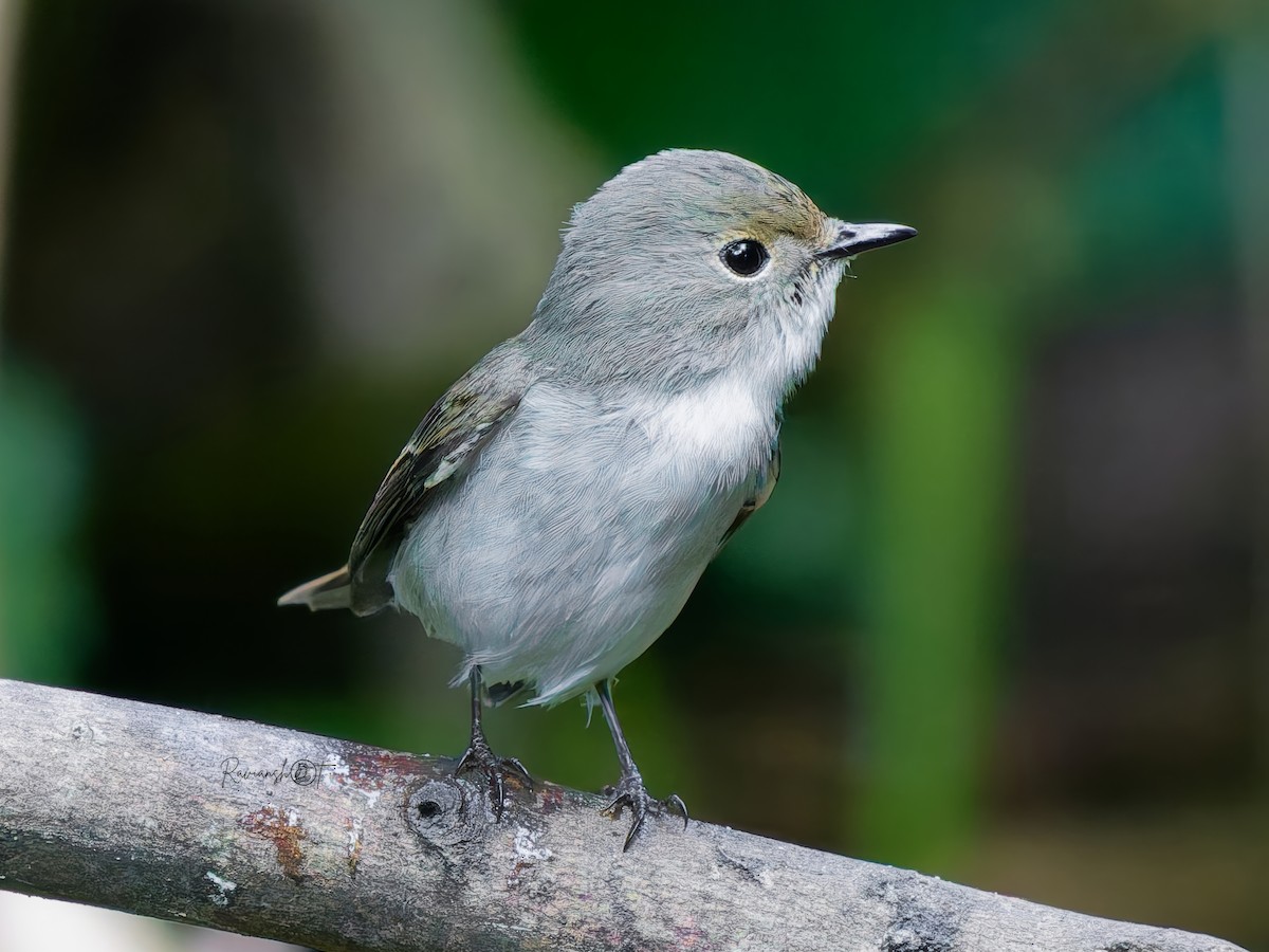 Little Pied Flycatcher - ML646573225