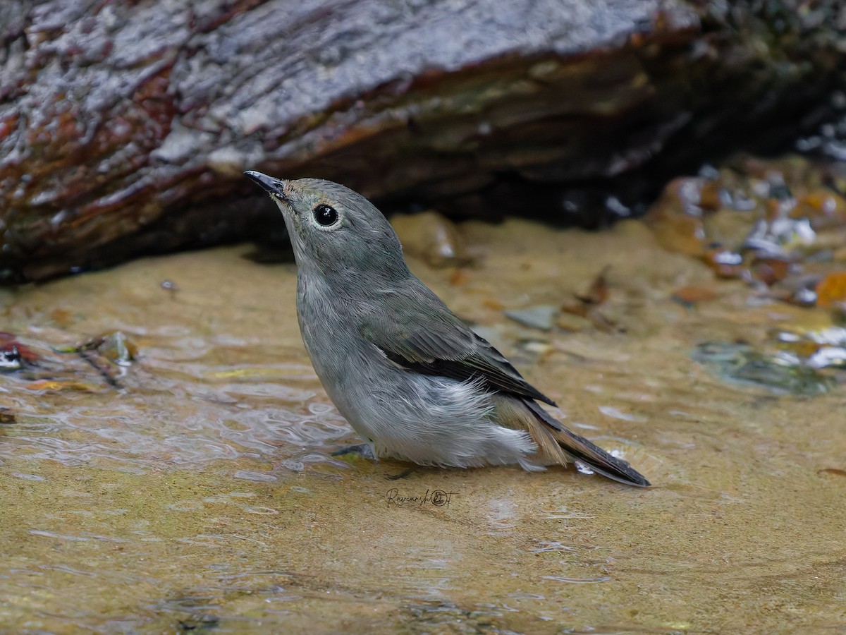 Little Pied Flycatcher - ML646573226