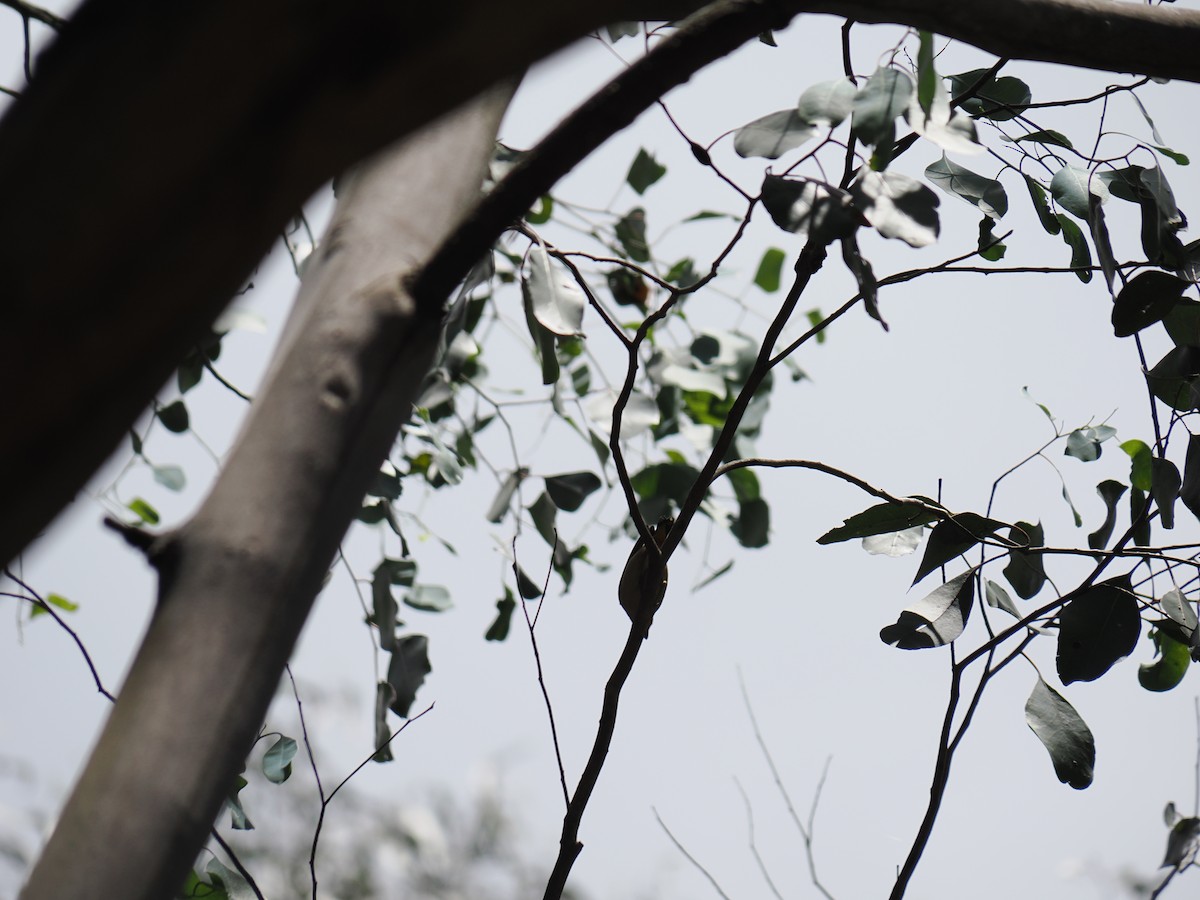 Діамантниця велика - ML646573228