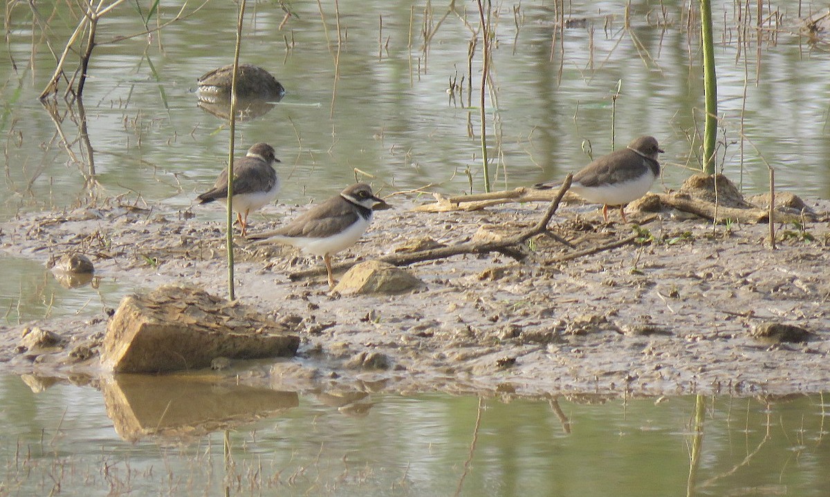חופמי גדות - ML646573230