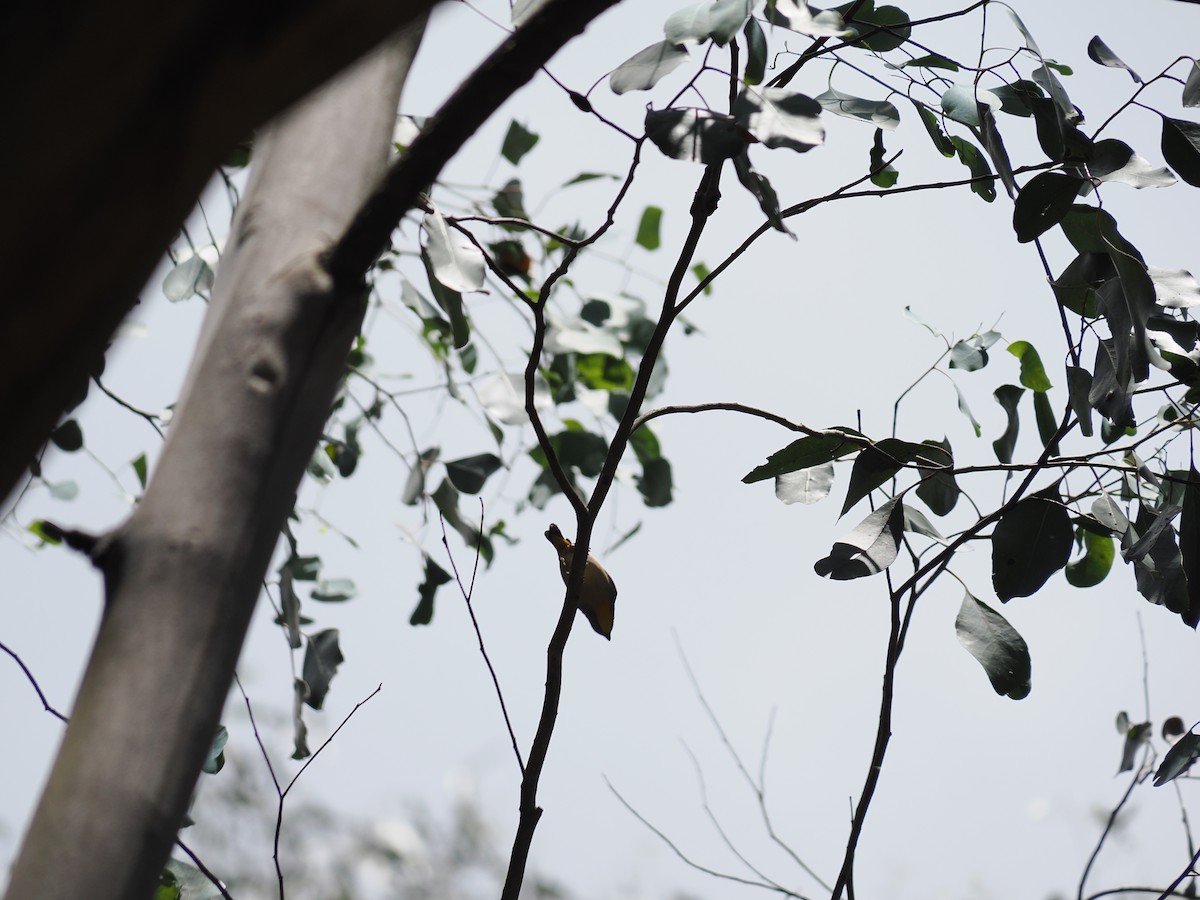 Діамантниця велика - ML646573231