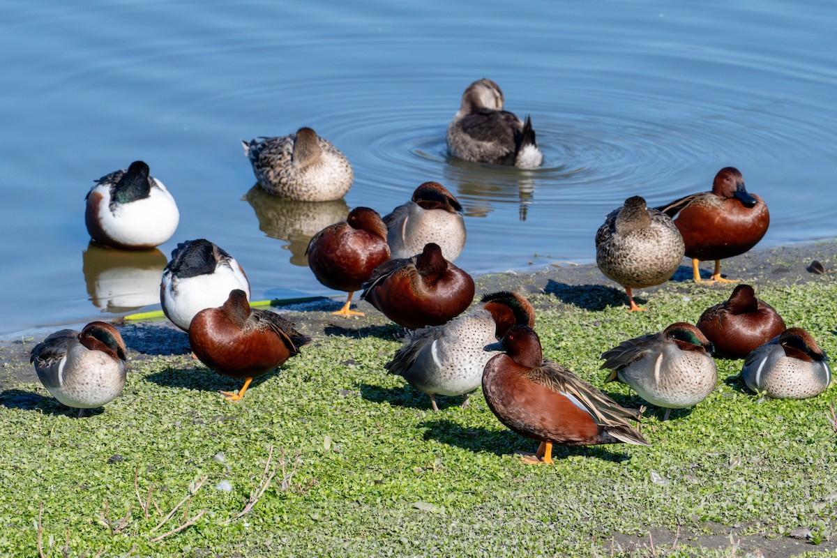 Чирянка руда - ML646573232