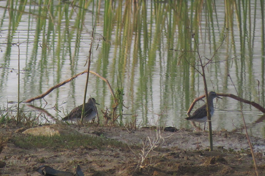 vodouš bahenní - ML646573233