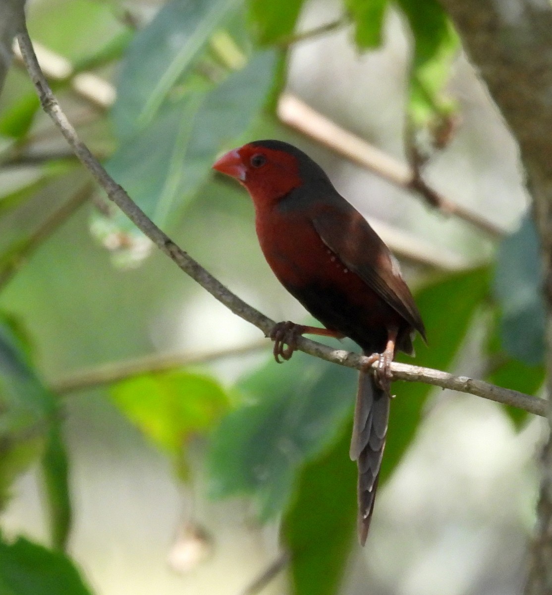 Yakut Belikınalısı (phaeton) - ML646573235