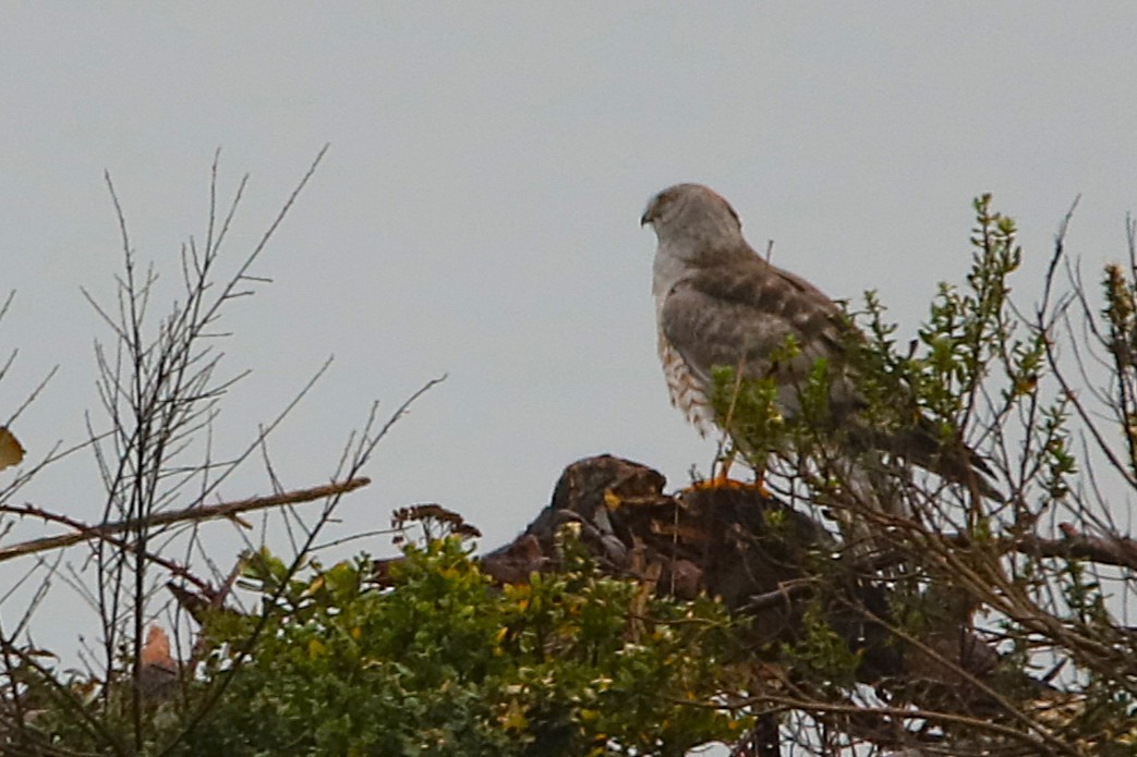 Northern Harrier - ML646573236