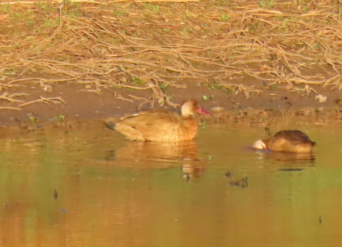 Amazonasente - ML646573239