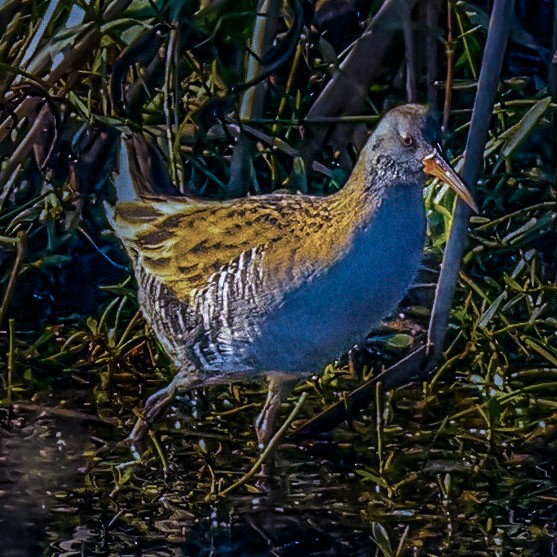 Пастушок водяний - ML646573241