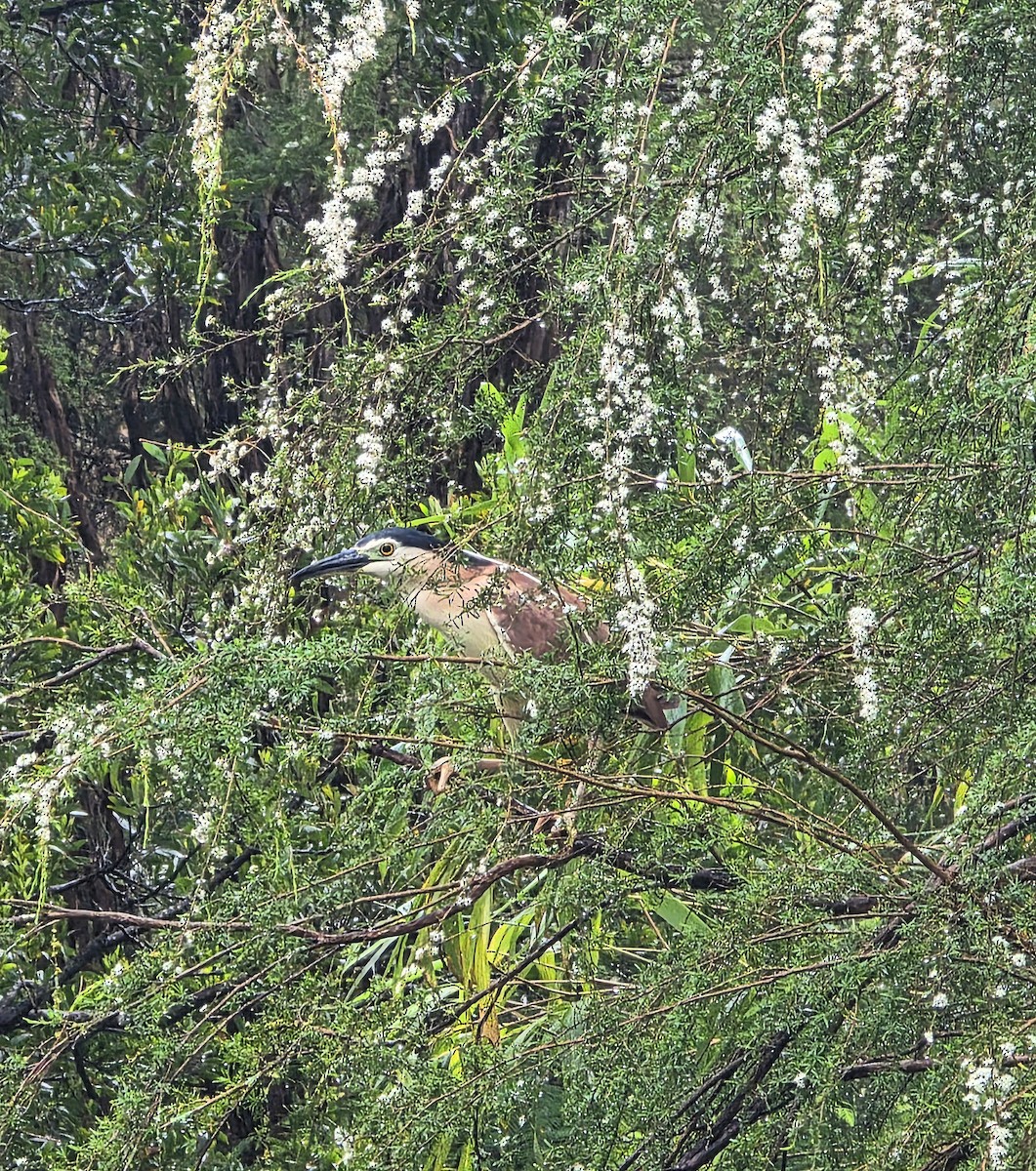 Rotrückenreiher - ML646573243