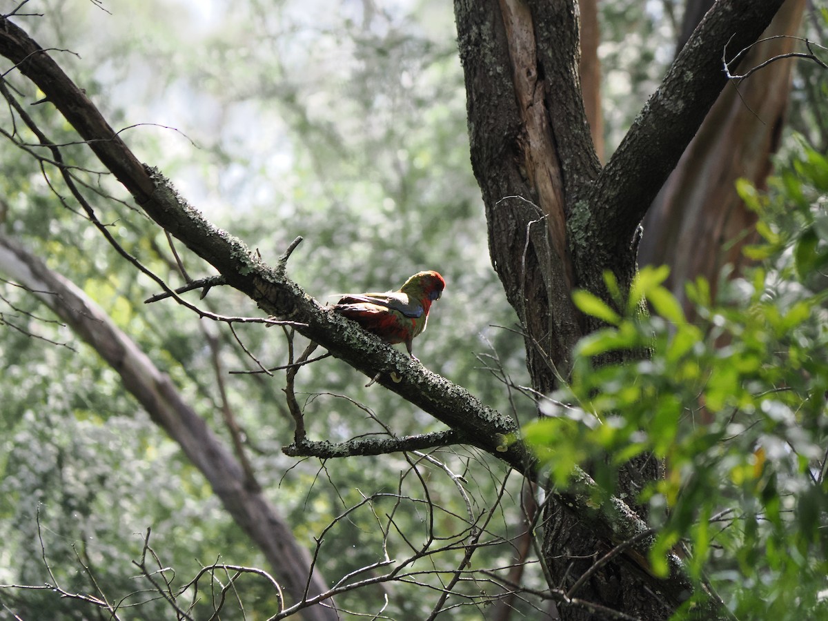 Perico Elegante - ML646573244