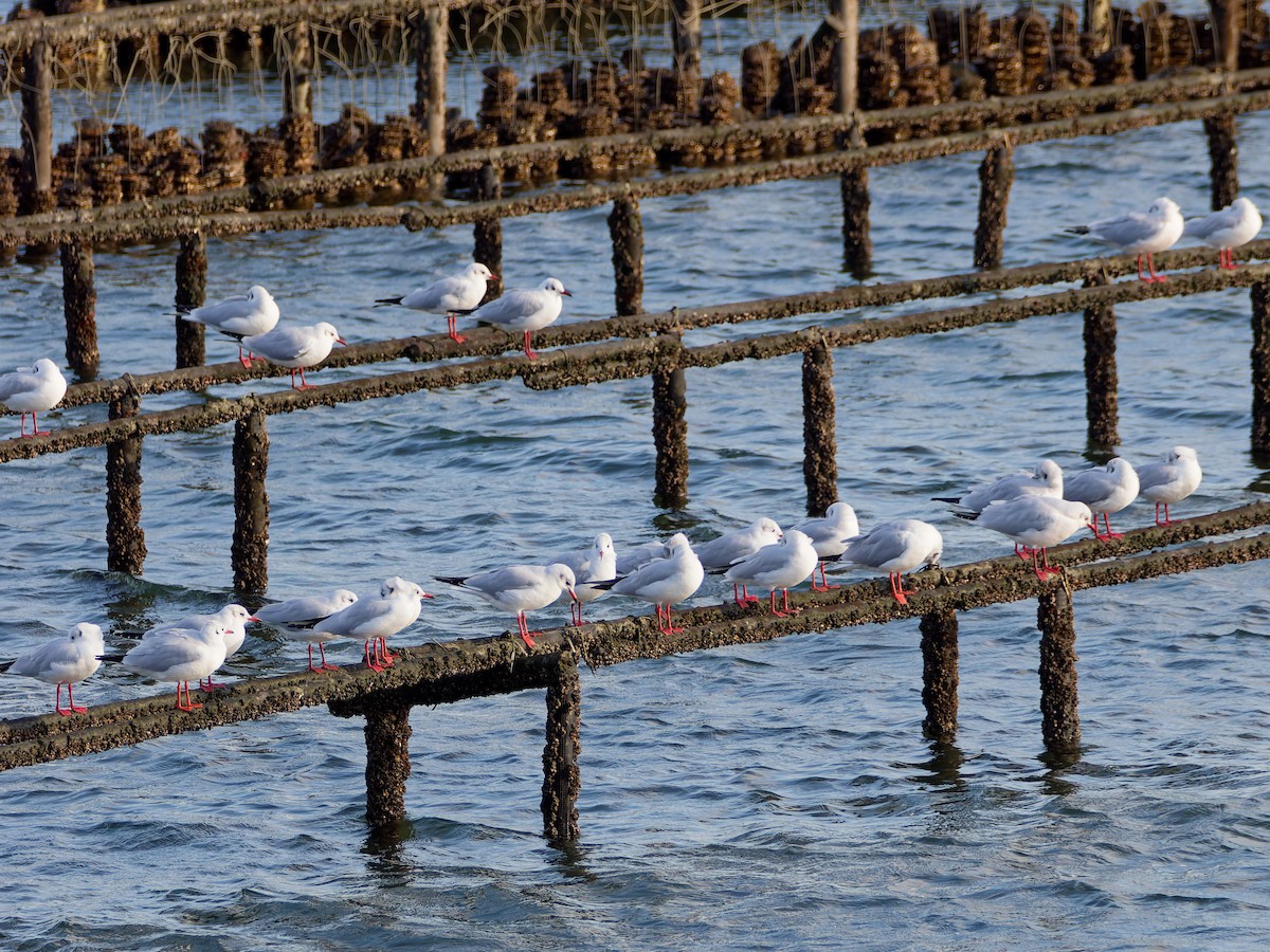 Хүрэн толгойт цахлай - ML646573249