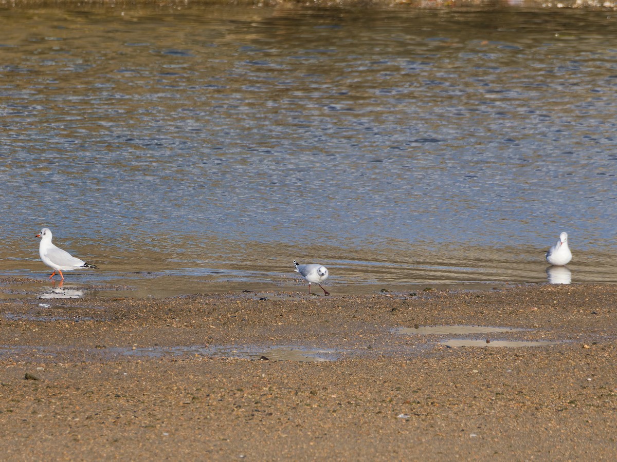 黑嘴鷗 - ML646573250